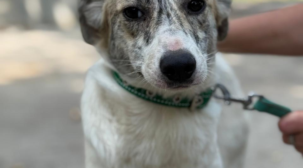 Chiens à adopter